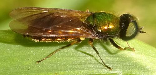 Réf. 354 740 : Chloromyia formosa